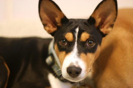 Basenji  Pictures on Anyone Who Is Interested In Adopting From Basenji Rescue Fills Out An